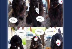 Żory. Nosisz maseczkę? Amigo przypomina, jak to robić prawidłowo