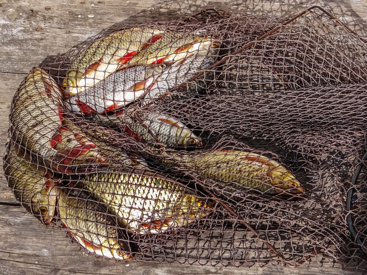 Połów pangi odbywa się najczęściej w Wietnamie