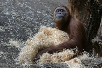 Zamieszanie z orangutanami w zoo we Frankfurcie. Turyści musieli uciekać