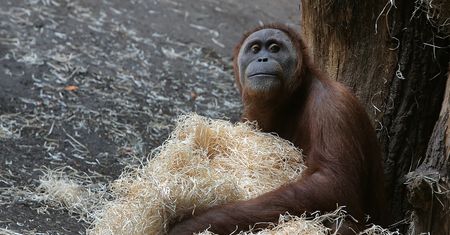 Zamieszanie z orangutanami w zoo we Frankfurcie. Turyści musieli uciekać