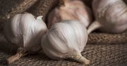 Kto nie powinien jeść czosnku?