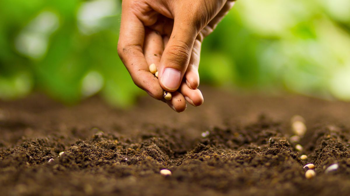 Zawsze pamiętam o tym, co można siać w marcu 