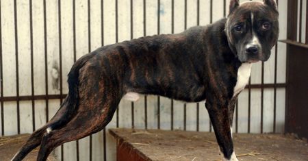 Amstaff atakował ludzi i psy. "Założono mi 25 szwów"