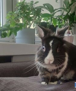 Lubin. Kolejny akt bestialstwa. Królik wyrzucony przez okno