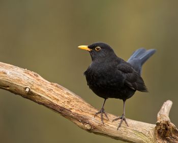Ptasi strach pod lupą. Czemu jedne ptaki odlatują, a inne odskakują?