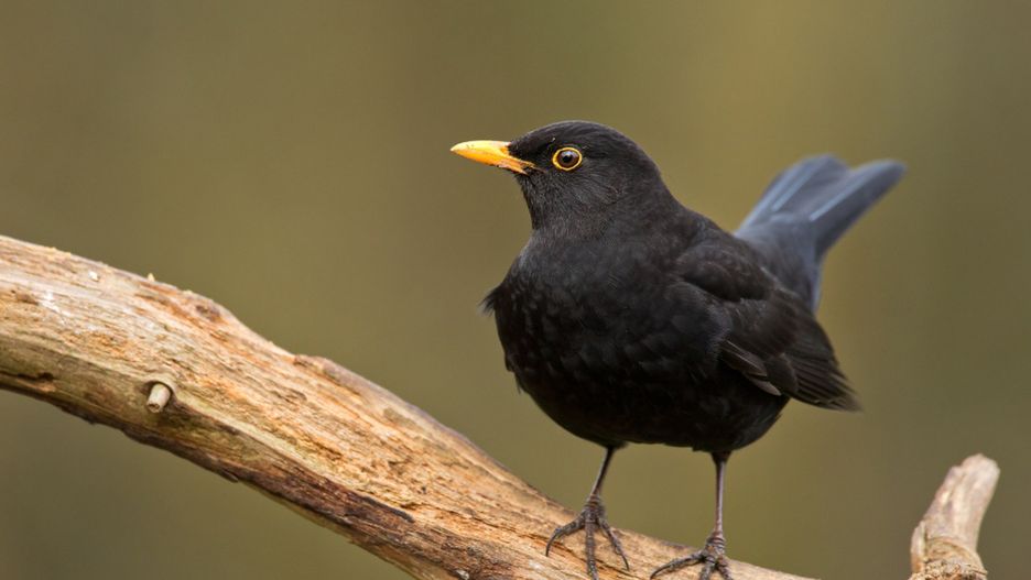 Polskie ptaki. Spróbuj rozpoznać je po jednym zdjęciu