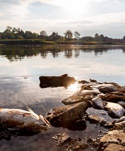 Śnięte ryby w rzekach w Polsce. Poprawia się sytuacja w Lubuskiem