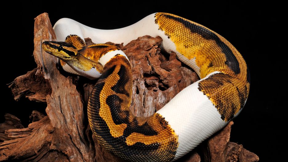 Niebezpieczny zwierzak został znaleziony na ulicy Warszawy (zdjęcie ilustracyjne)