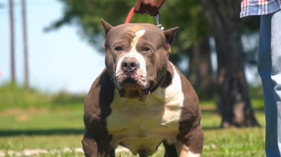 American bully
