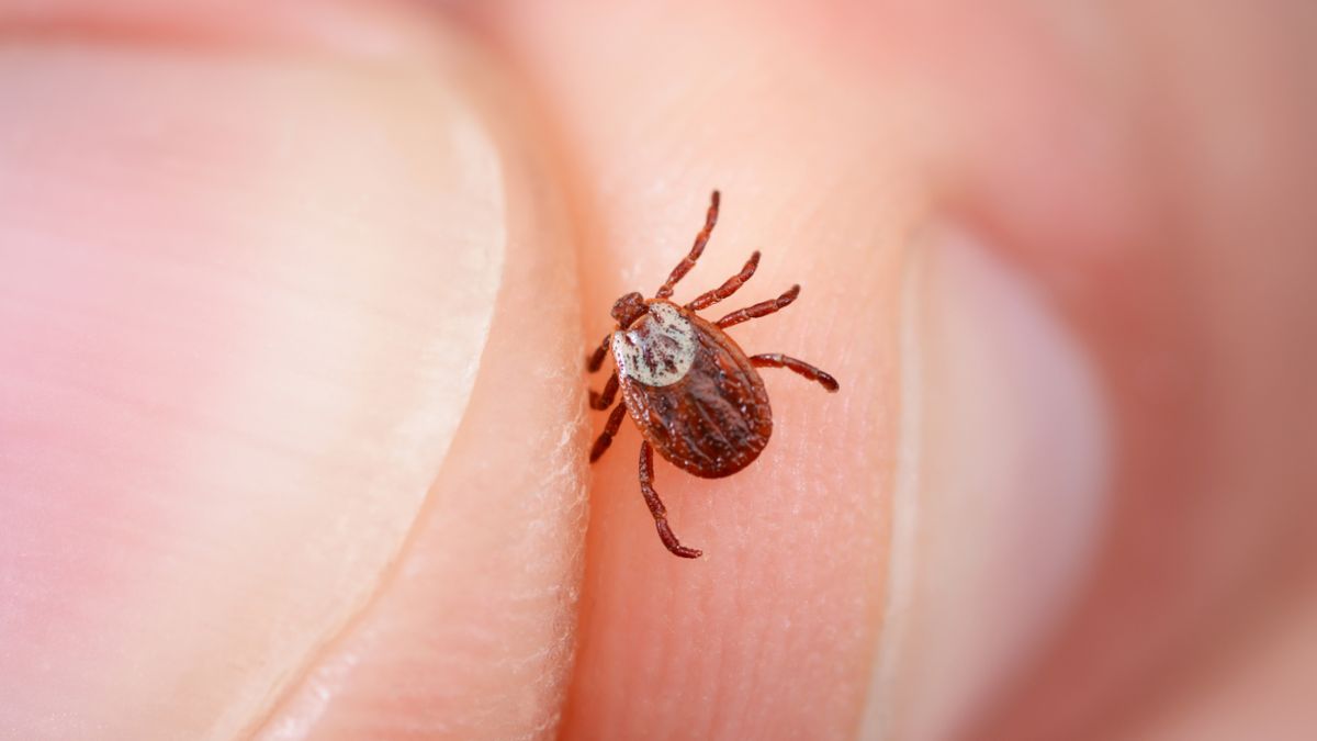 Jakie choroby przenoszą kleszcze?