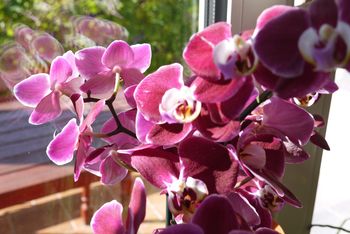 Wlej do doniczki. Storczyk będzie uginać się od kwiatów