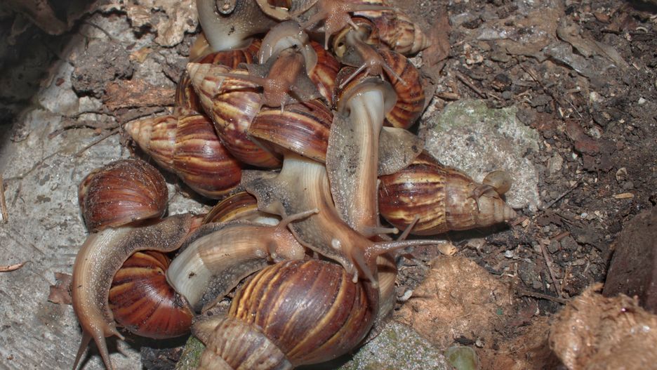 Achatina, czyli gigantyczny afrykański ślimak lądowy