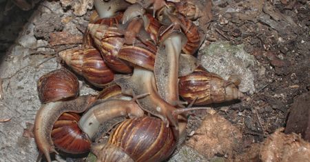 Gigantyczne ślimaki w USA. Stanowią zagrożenie dla ludzi