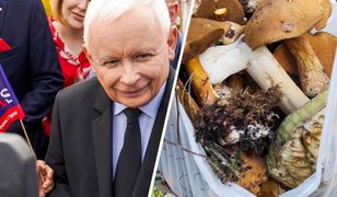 Z konstytucją na grzybach [OPINIA]