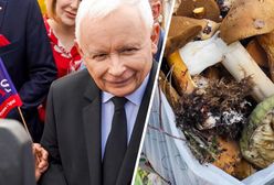 Z konstytucją na grzybach [OPINIA]