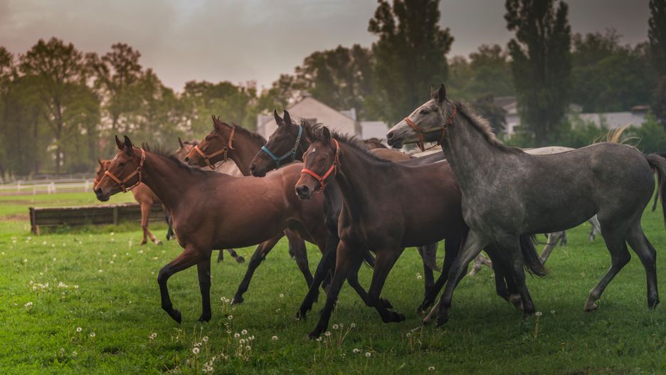cheval, zwierzak, farma, gras, charakter, pastwisko, pola, braun, hayfield, źrebak, klacz, ssak, dzika, koni, lato, ogier, stada, krajobraz, niebo, obszarów wiejskich, kuc, stadnina, konie, gonitwa, jeżdziectwo, hodowla