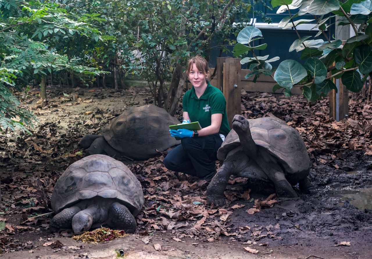 There is hope for the eco-resurgences. The case of the Galapagos tortoises illustrates a great success