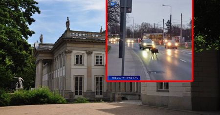 Nietypowy gość w centrum Warszawy. Sparaliżował ruch