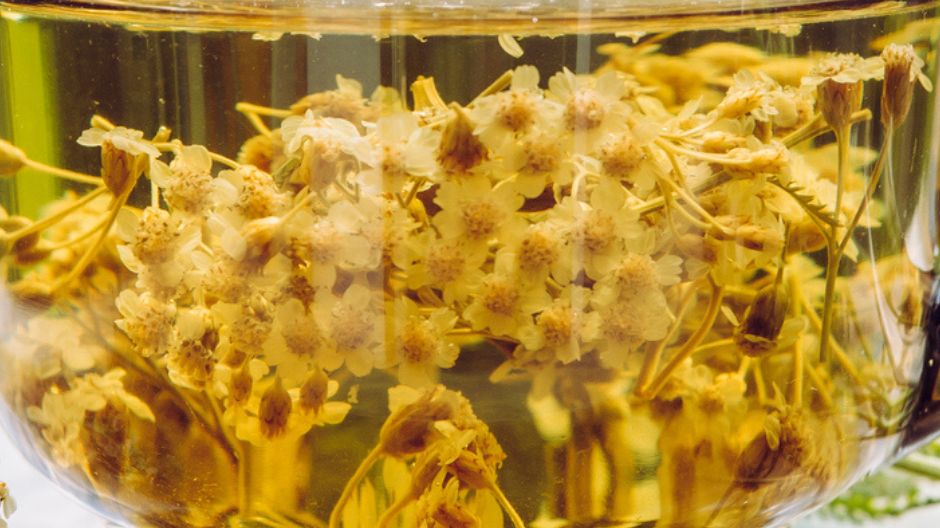 Niesamowita roślina. Jak działa krwawnik pospolity?