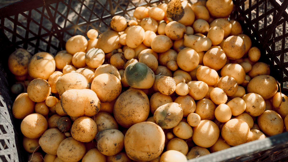 Przechowywanie ziemniaków