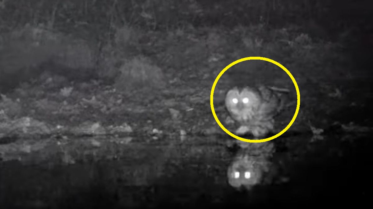 Leśnicy pokazali nagranie. Puszczyk morsował w wodzie 