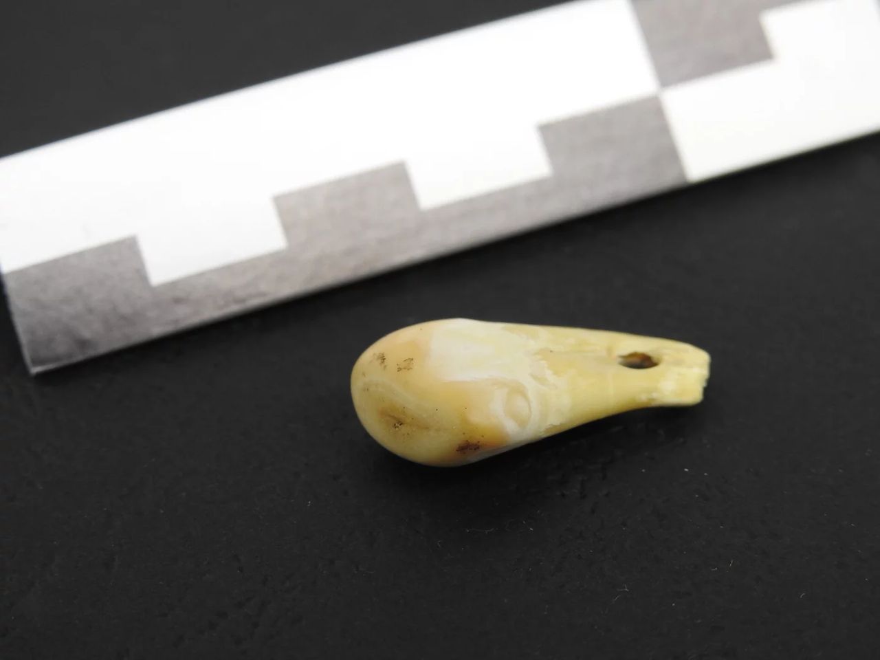 Ząb wapiti, w którym znaleziono ludzkie DNA