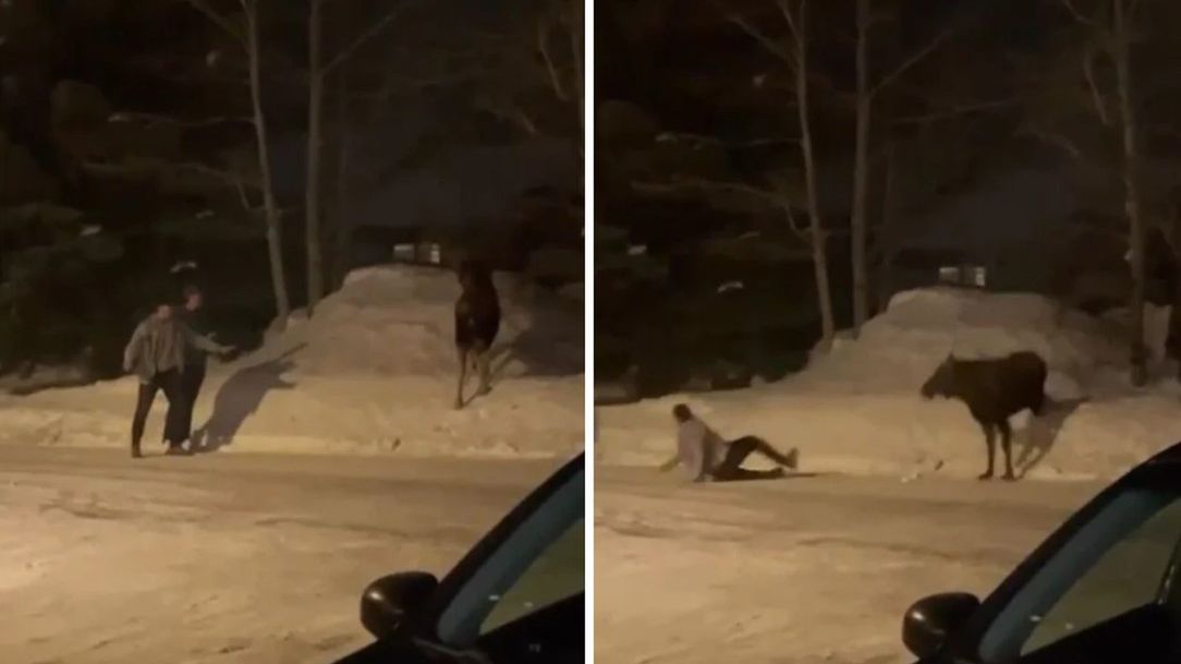 Łoś nie pozostał dłużny turystom 