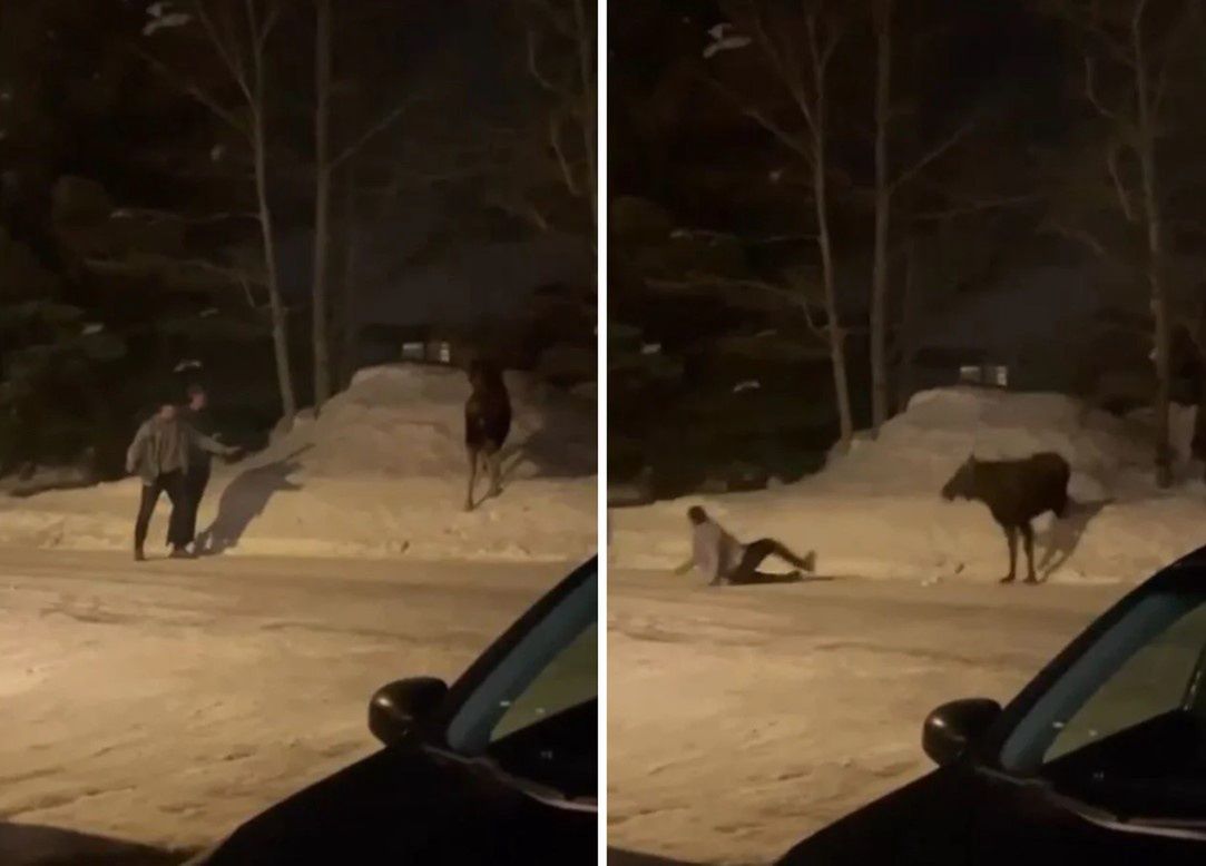 Instant karma: Moose strikes back at agitating tourists