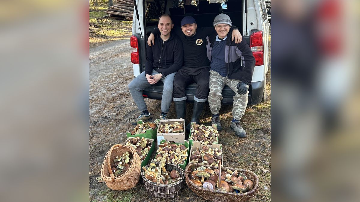 Zapełnili grzybami koszyki i pudełka. 