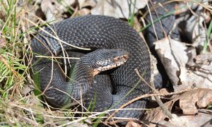 Nie atakuje bez powodu. Leśnicy wyjaśniają, jak się zachować.