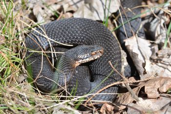 Nie atakuje bez powodu. Leśnicy wyjaśniają, jak się zachować.