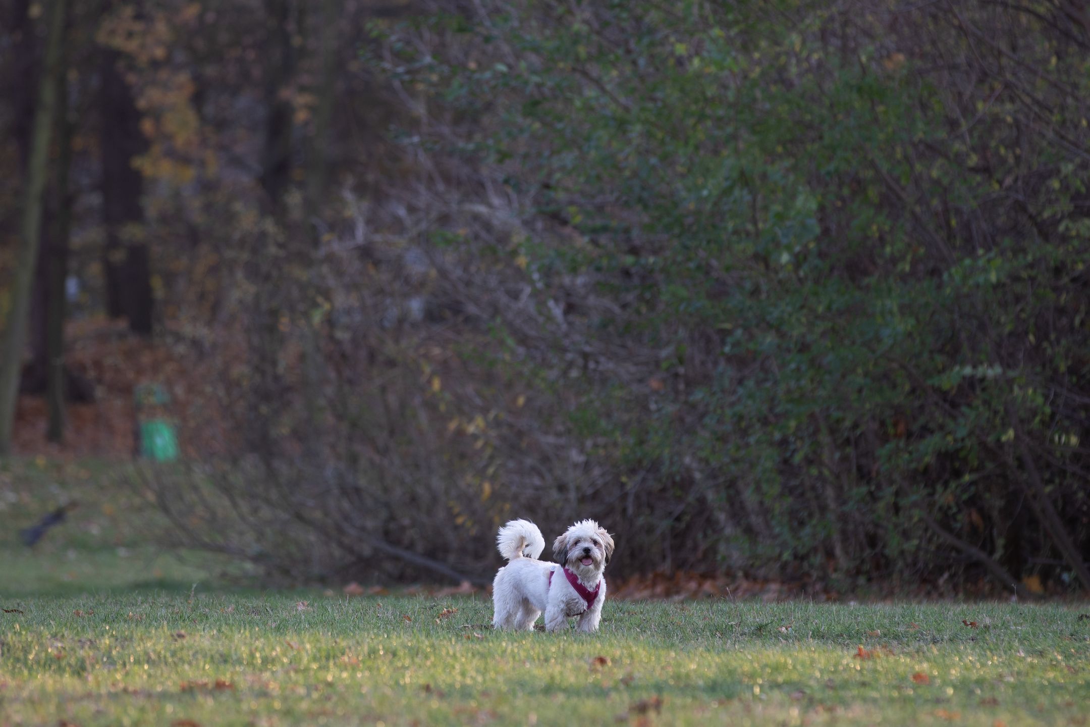 Canon EF 70-200 mm f/2.8L IS III USM - odświeżona wersja świetnego obiektywu [test] 32
