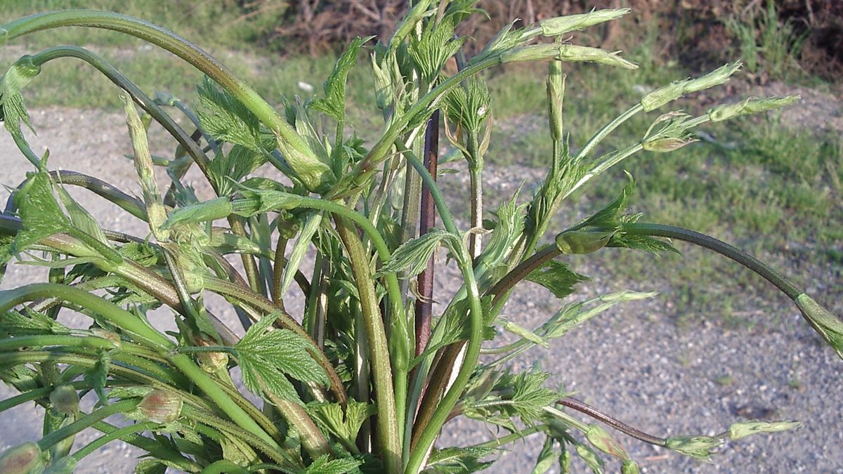 Pędy chmielu to drogi przysmak