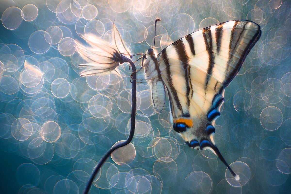 Najlepsze zdjęcia makro 12 edycji konkursu Garden Photographer of the Year 13