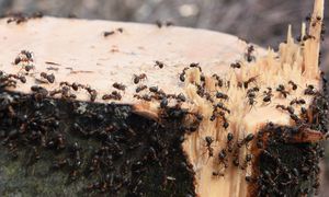Kto posadzi, ten pożałuje. Szykuj się na inwazję mrówek