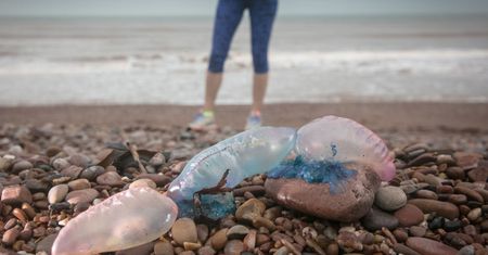 Zamknięte plaże w Europie. Służby ostrzegają przed żeglarzem portugalskim