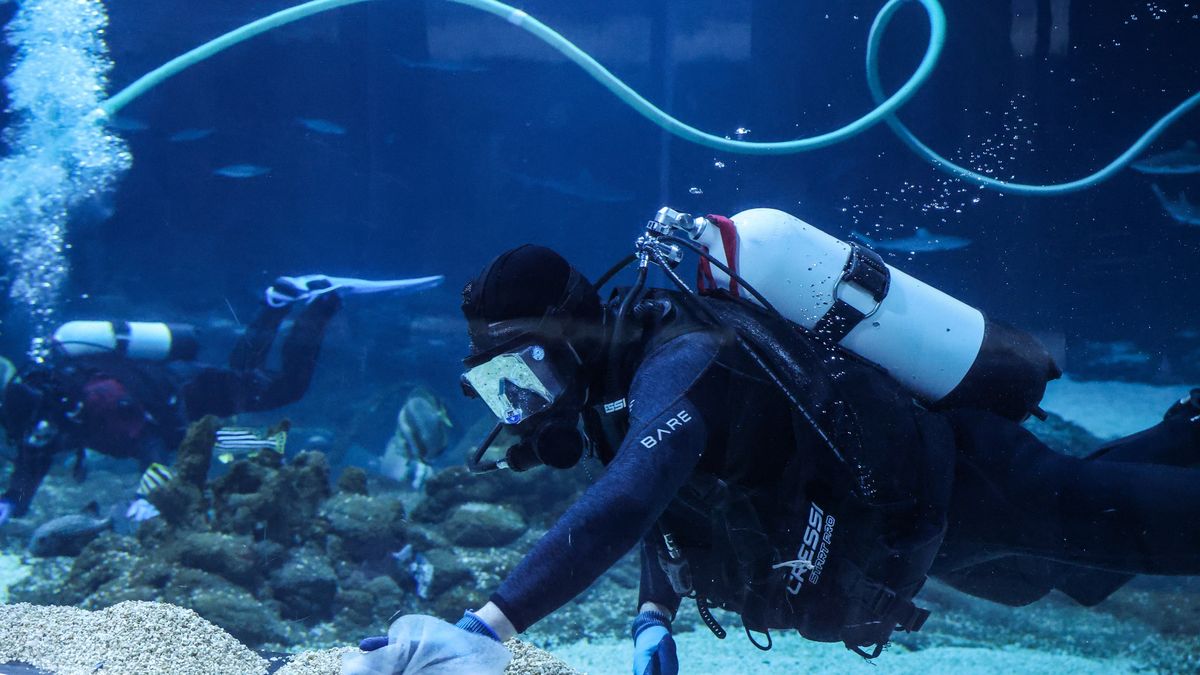 Łódź, 09.04.2025. Nowa atrakcja dla odwiedzających łódzkie zoo - w tunelu oceanicznym Orientarium można spotkać nurka i podejrzeć jego pracę pod wodą, 9 bm. To wyjątkowa okazja, by zobaczyć, jak wygląda pielęgnacja ogromnego akwarium ?od środka?. (ad) PAP/Marian Zubrzycki
