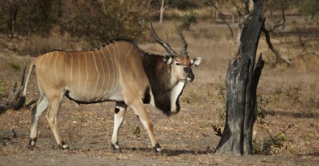 Tragiczny wypadek w szwedzkim ZOO. Nie żyje pracownik