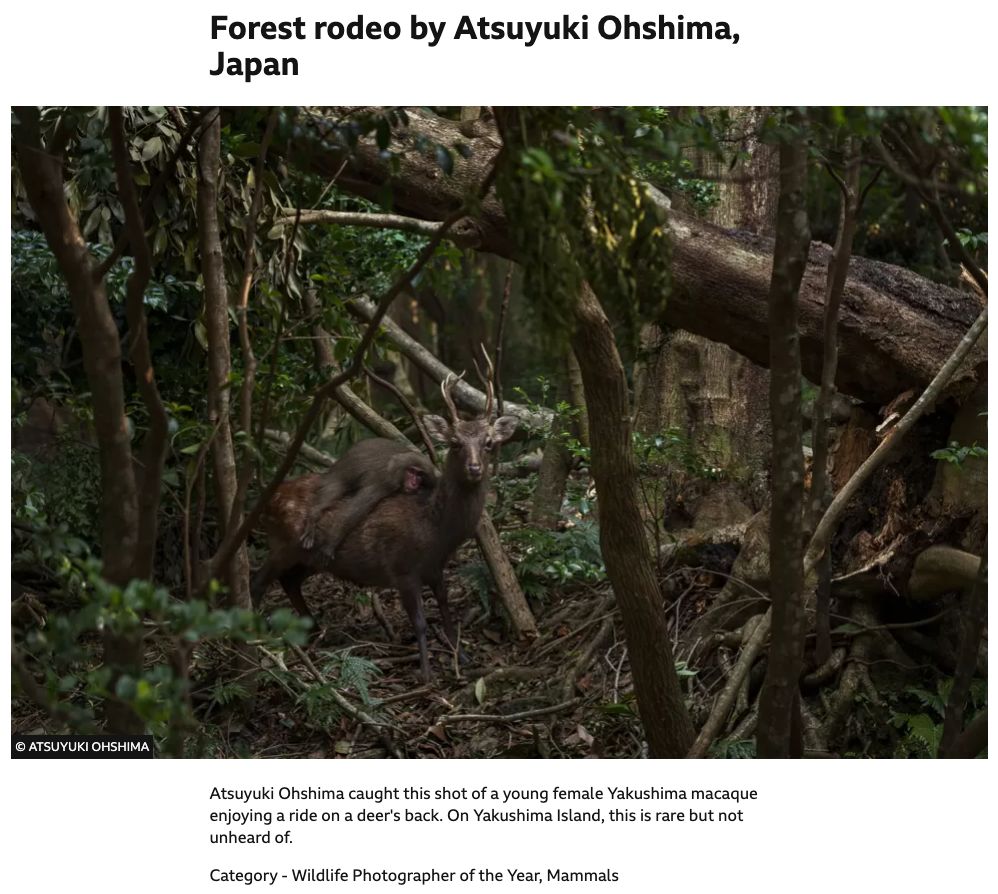 Niesamowite zdjęcie zostało wyróżnione jako "wysoko polecane" w konkursie Wildlife Photographer of the Year 2023.