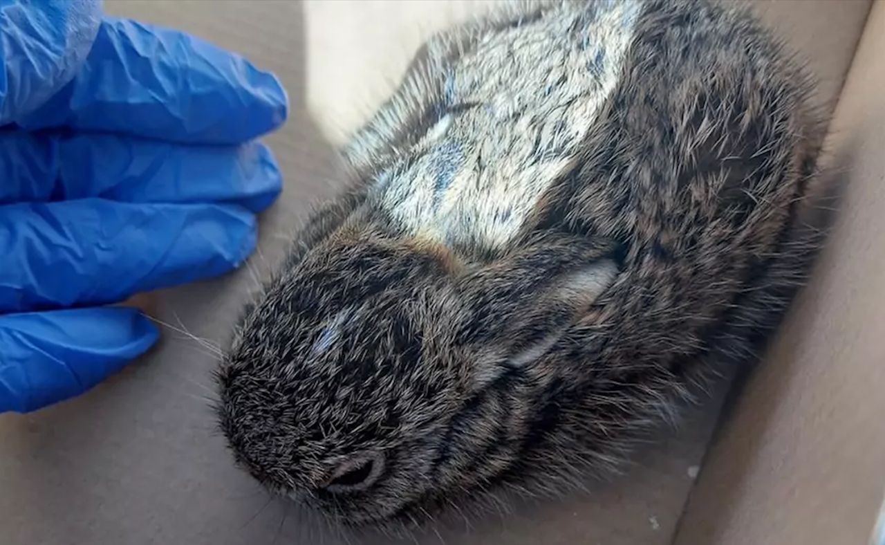 Nie dotykaj! Strażnicy tłumaczą dlaczego to niebezpieczne