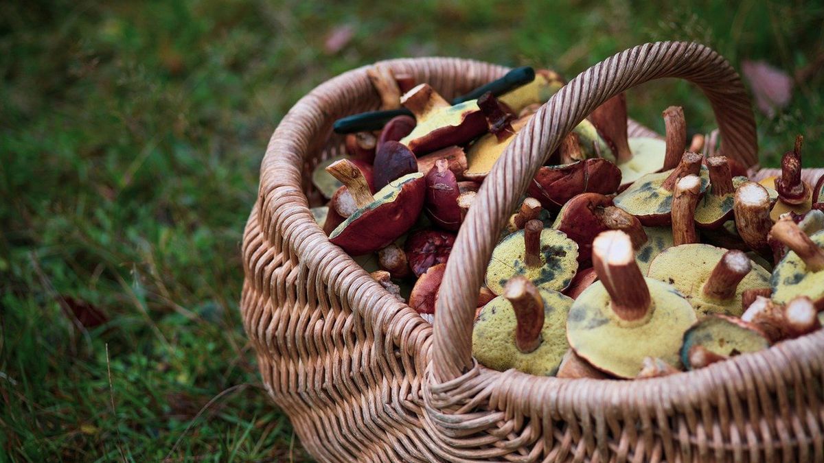grzyby grzybobranie