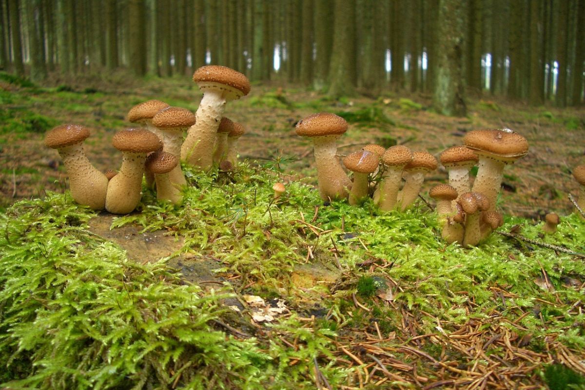 Grzyby leśne