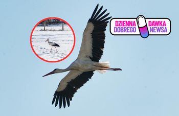 Pokonał 4600 kilometrów. Bocian Krutek wrócił do domu