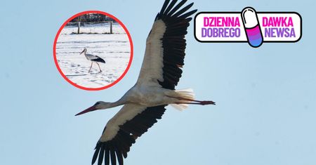 Pokonał 4600 kilometrów. Bocian Krutek wrócił do domu