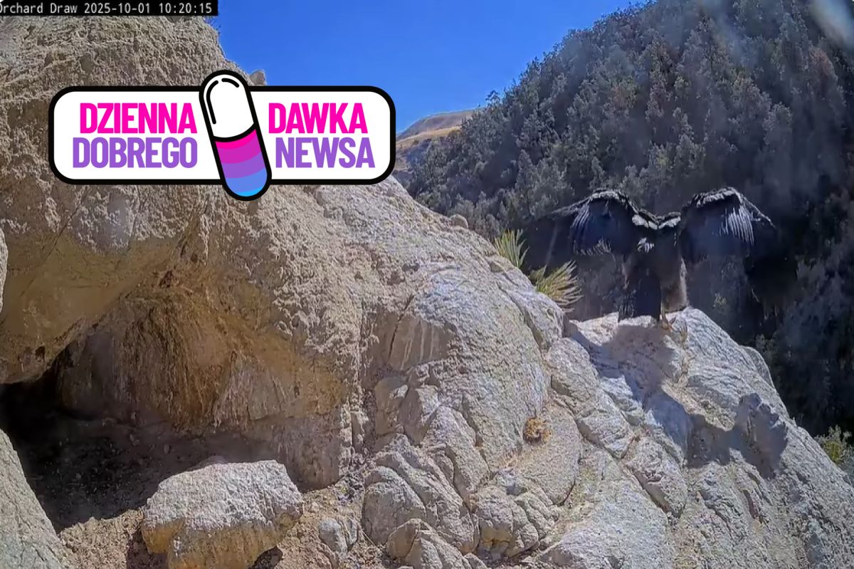 Uchwyciła go kamera. To największy drapieżny ptak na świecie