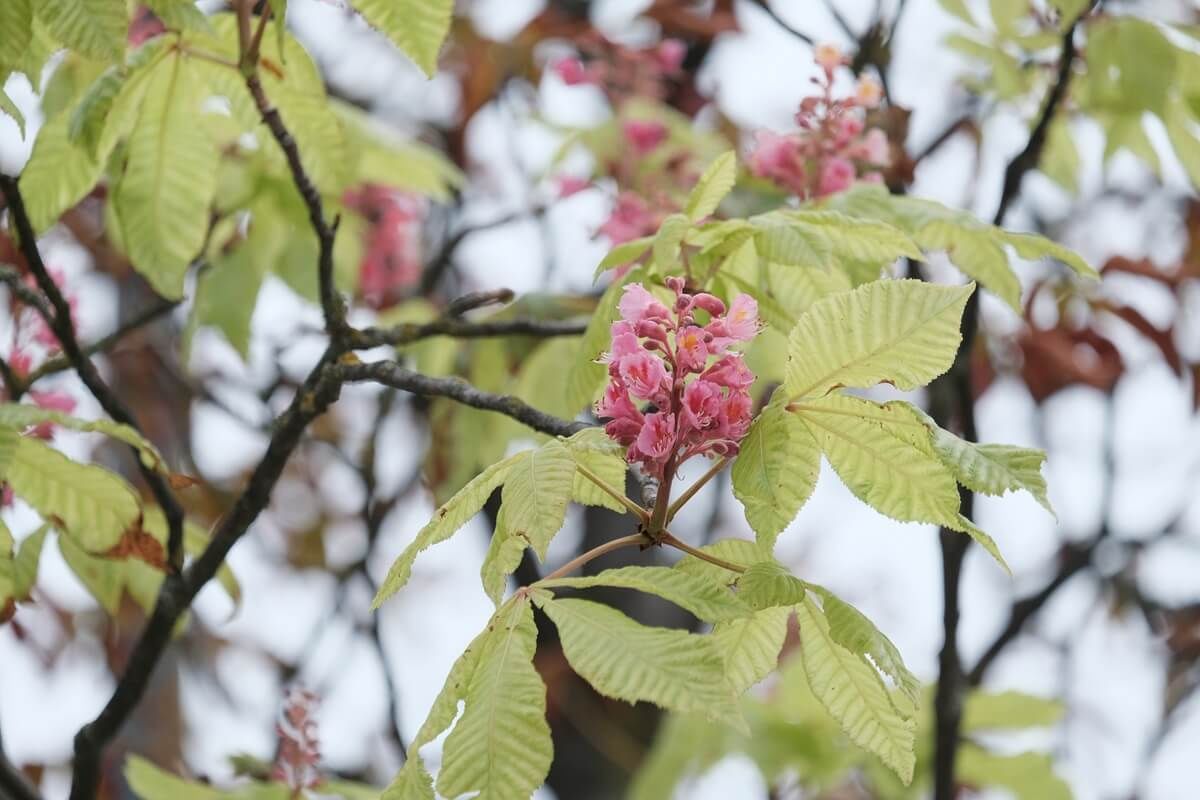 Kwitnący kasztanowiec na Placu Litewskim we wrześniu