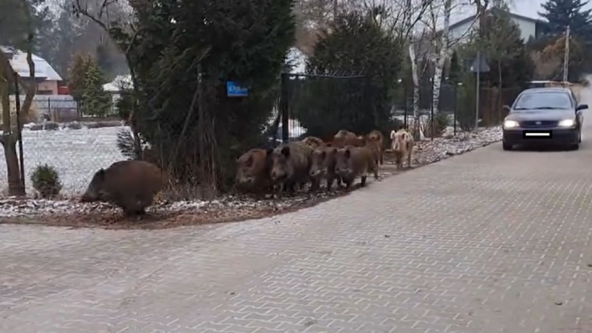 Duży problem z dzikami w Legionowie. Straż miejska apeluje