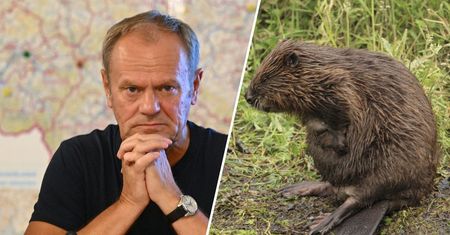 Premier Tusk i bobry.  "Tak, czasami należy wybierać"