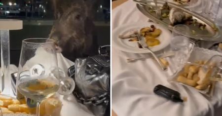 Dziki "napadły" na restaurację. Turyści z Polski od razu zareagowali