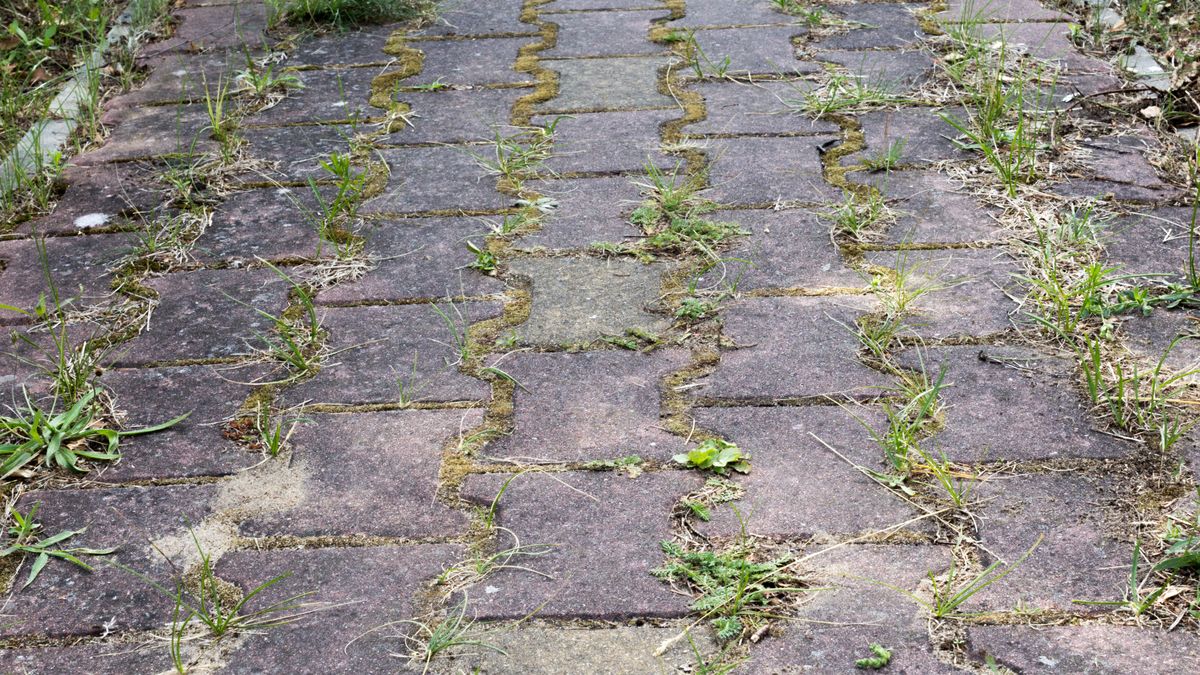 To sposób na pozbycie się mchu i chwastów